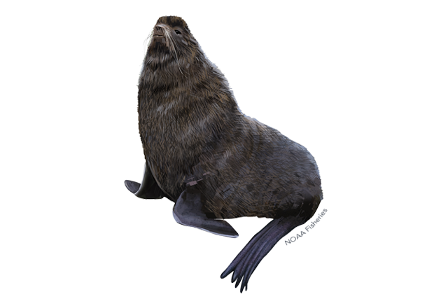 Eared Seals PNG HD Isolated