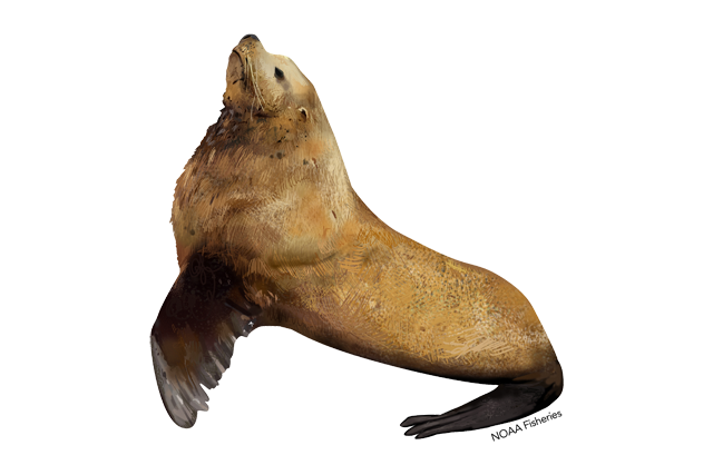 Eared Seals PNG Image
