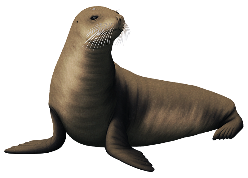 Eared Seals PNG Isolated File