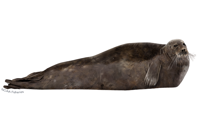 Eared Seals PNG Isolated HD