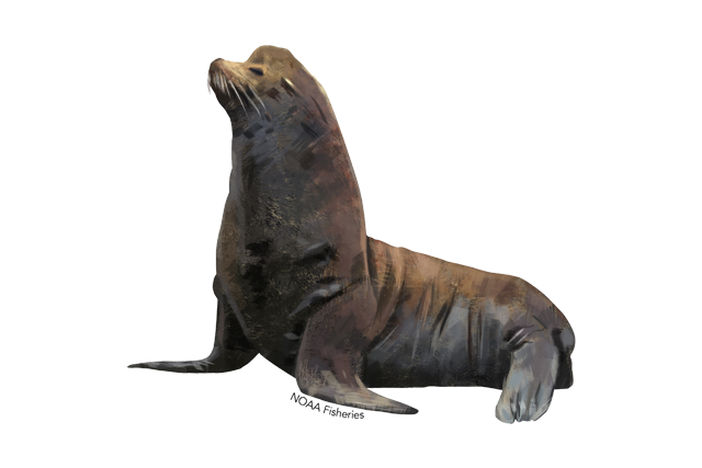 Eared Seals PNG Picture