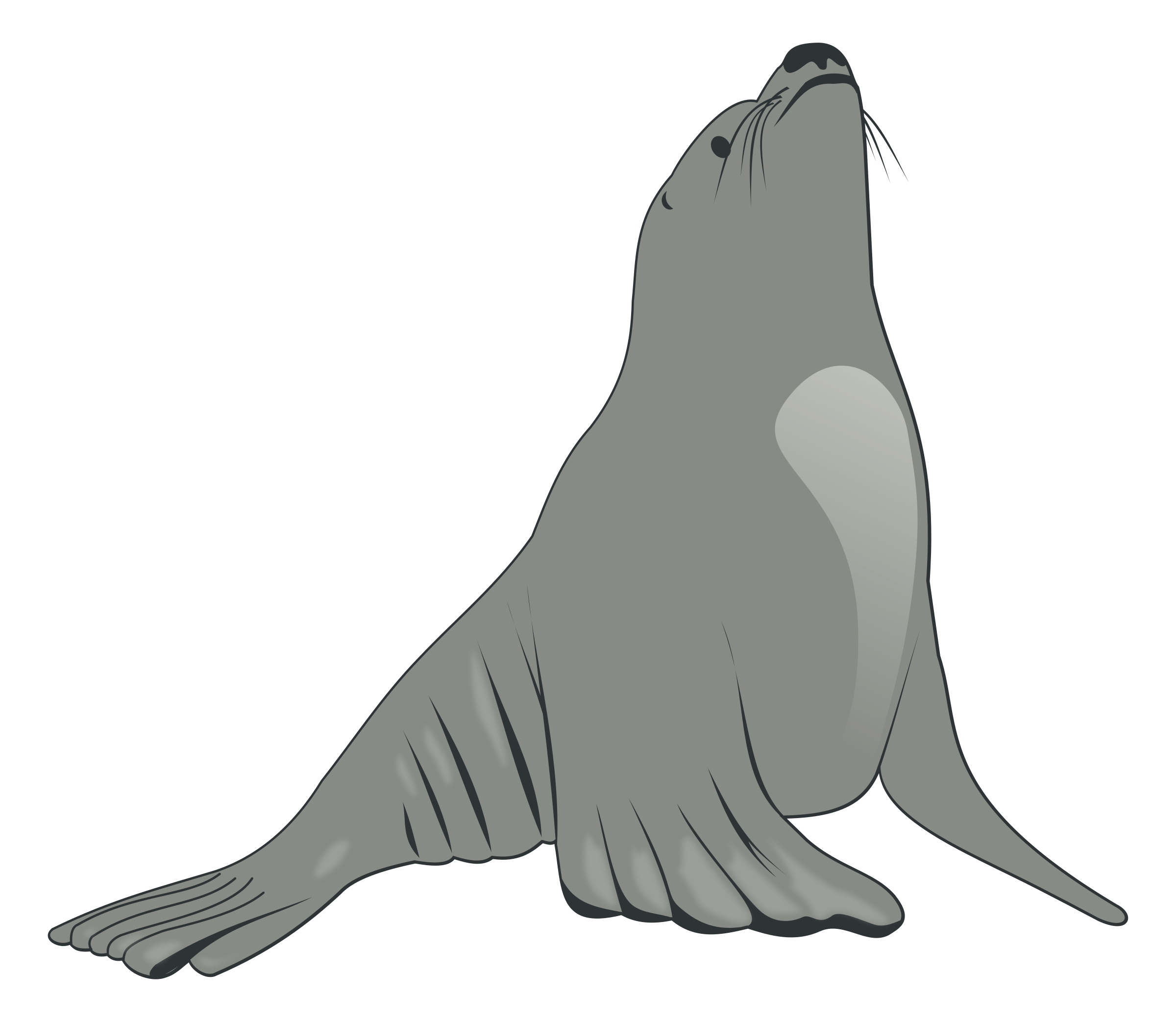 Eared Seals PNG