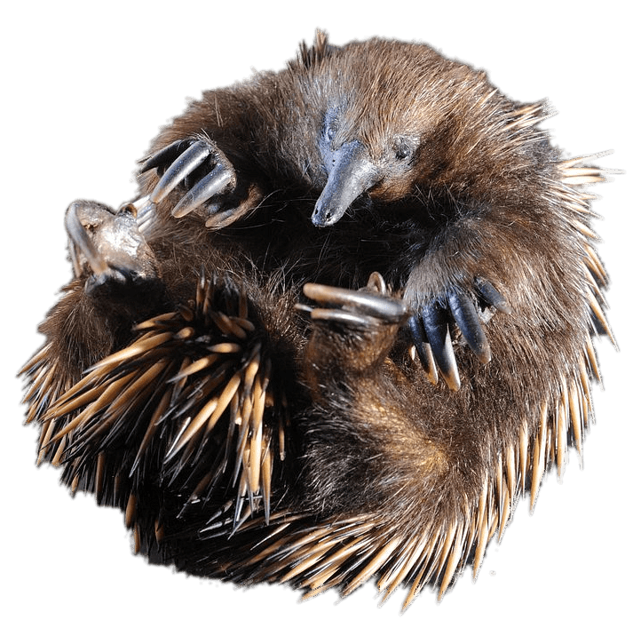 Echidna PNG Image