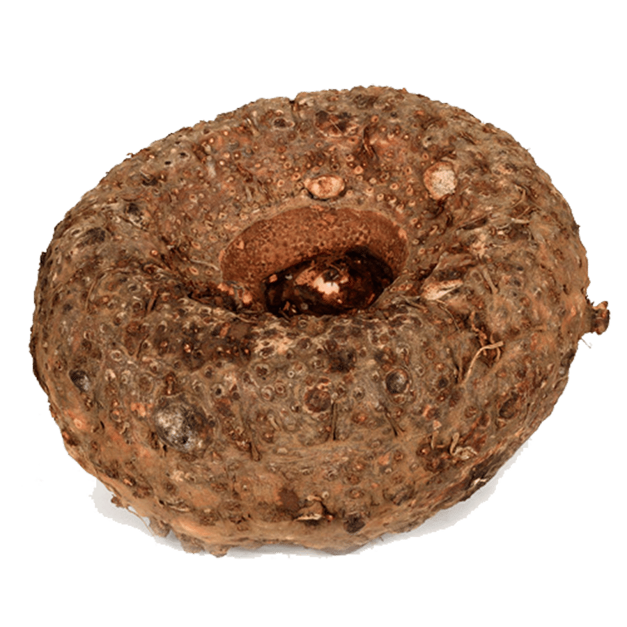 Elephant Root Yam PNG File