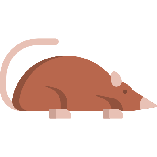Elephant Shrew PNG Free Download