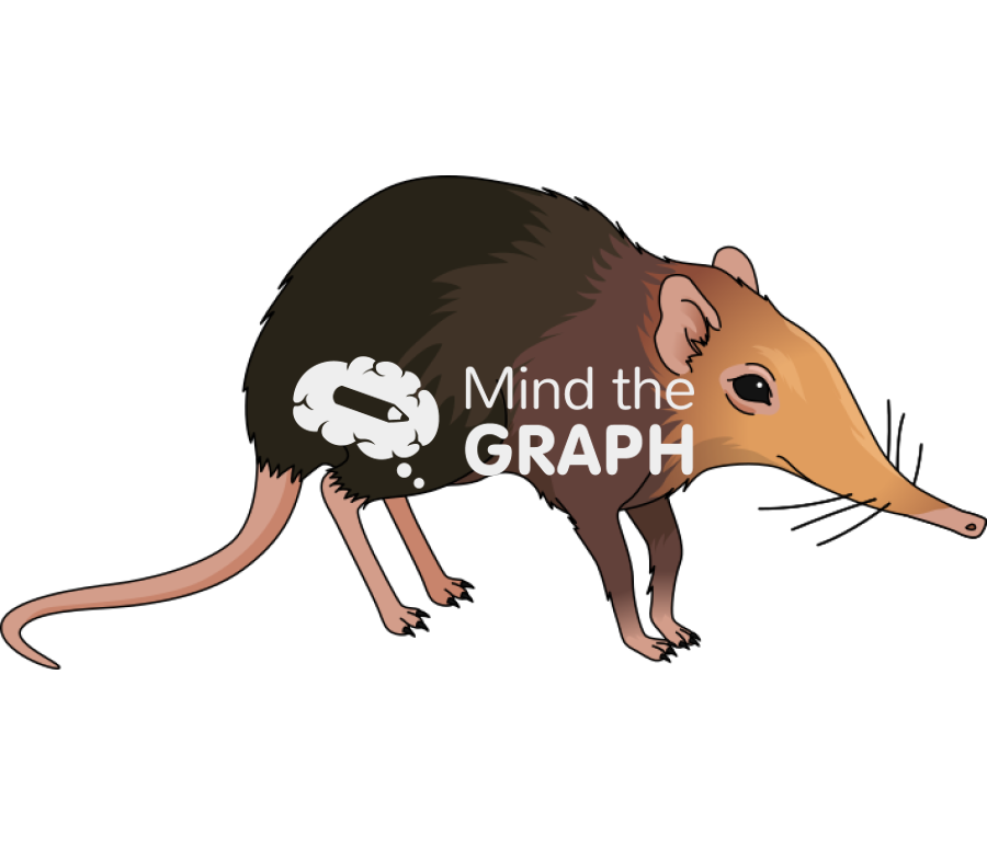 Elephant Shrew PNG Isolated HD