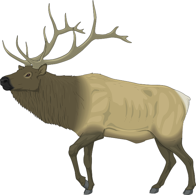 Elk Transparent Isolated Images PNG