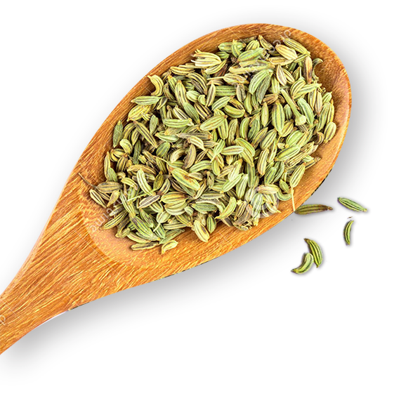 Fennel PNG Isolated Image