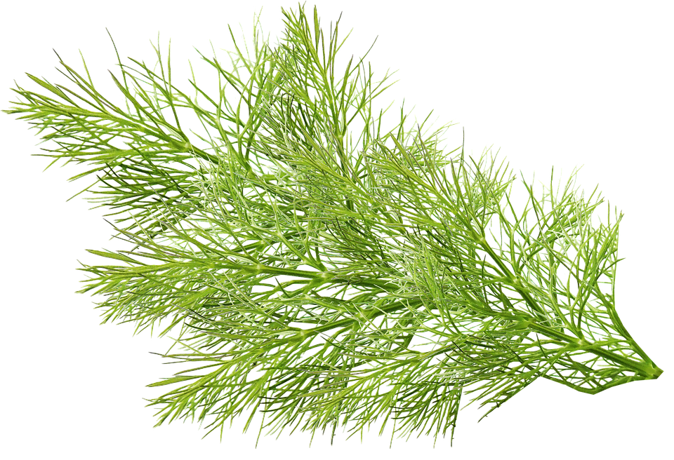 Fennel PNG Isolated Pic