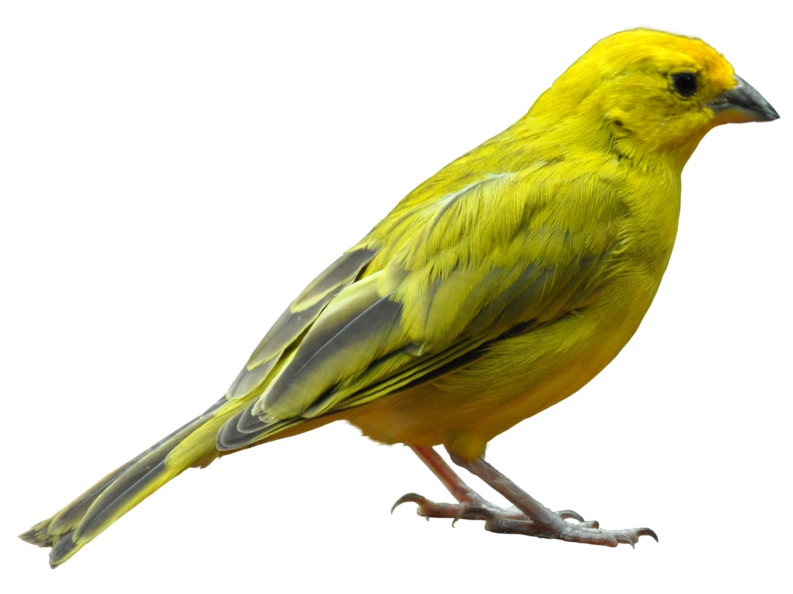 Finches Download PNG Image