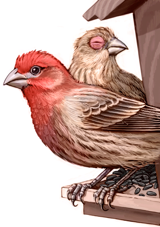 Finches PNG Clipart
