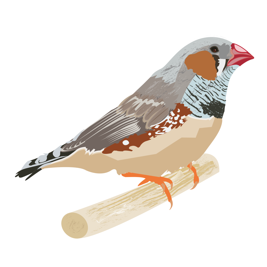 Finches PNG File