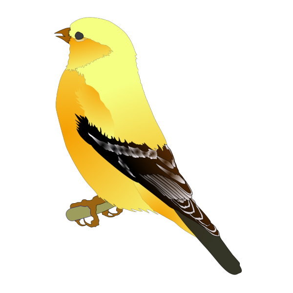 Finches PNG Free Download