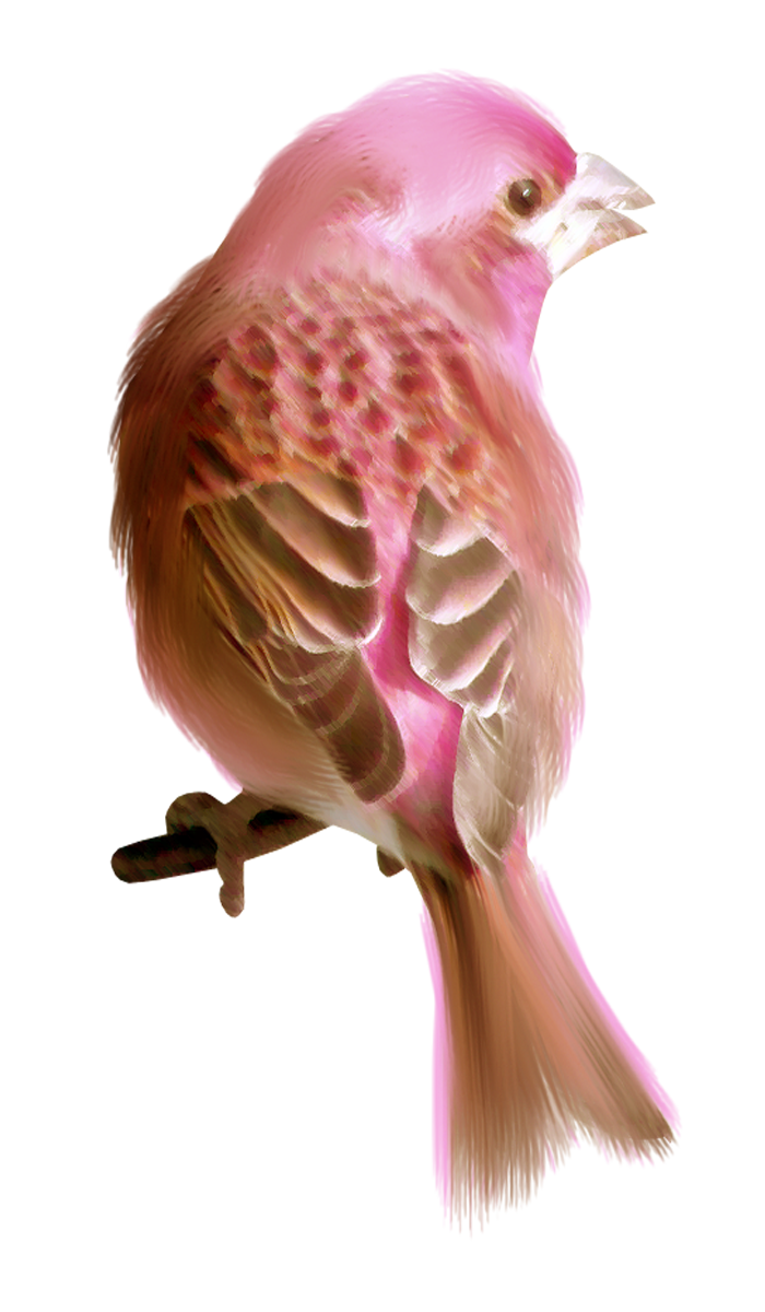 Finches PNG HD Isolated