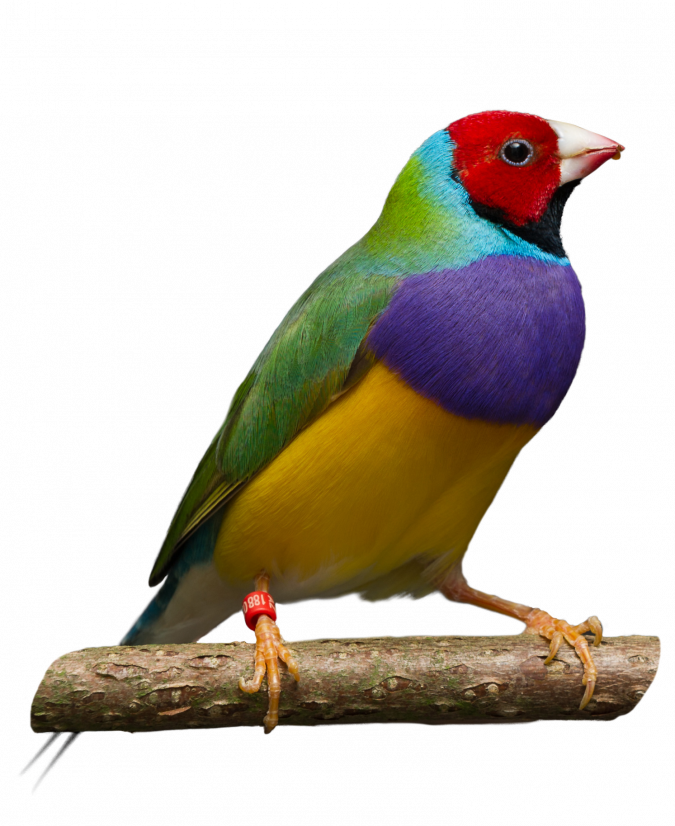 Finches PNG HD