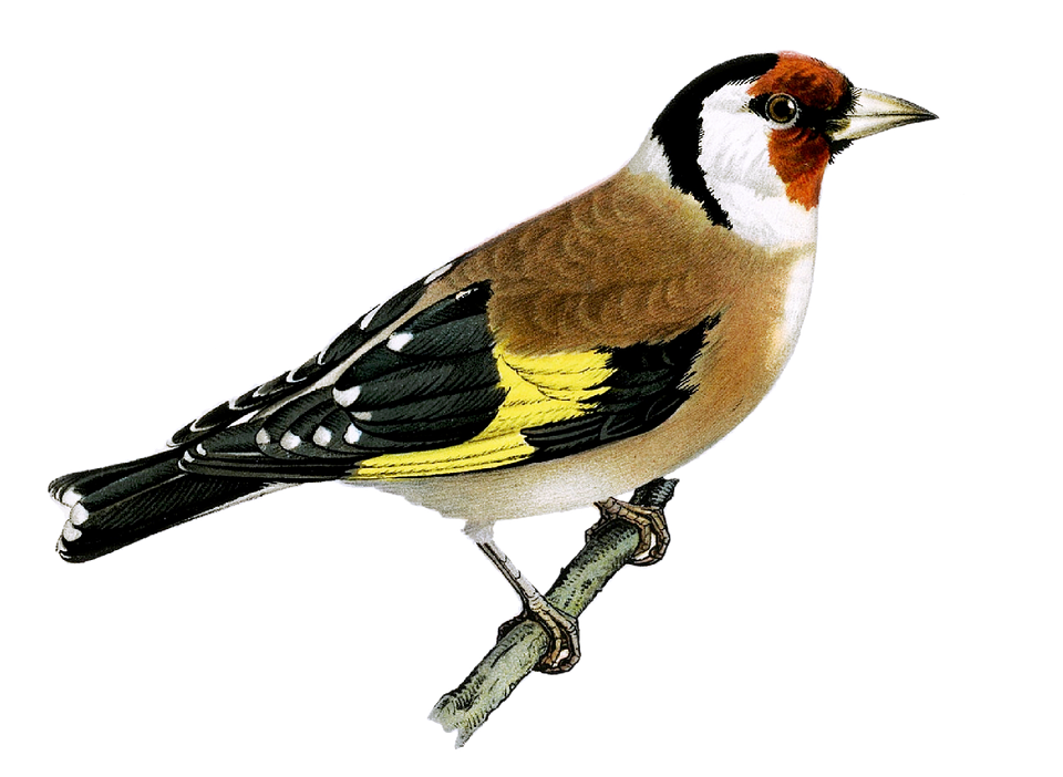 Finches PNG Image