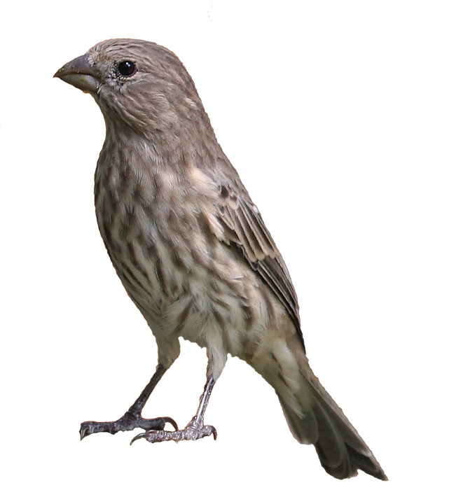 Finches PNG Isolated Image