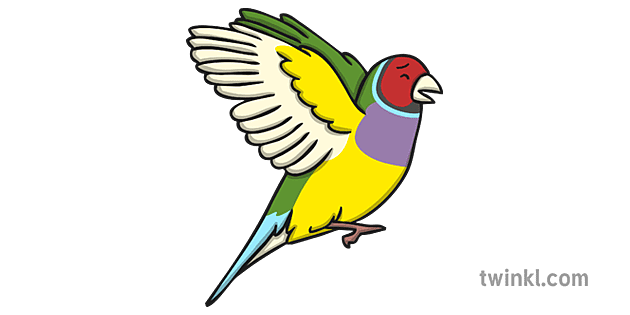 Finches PNG Photo