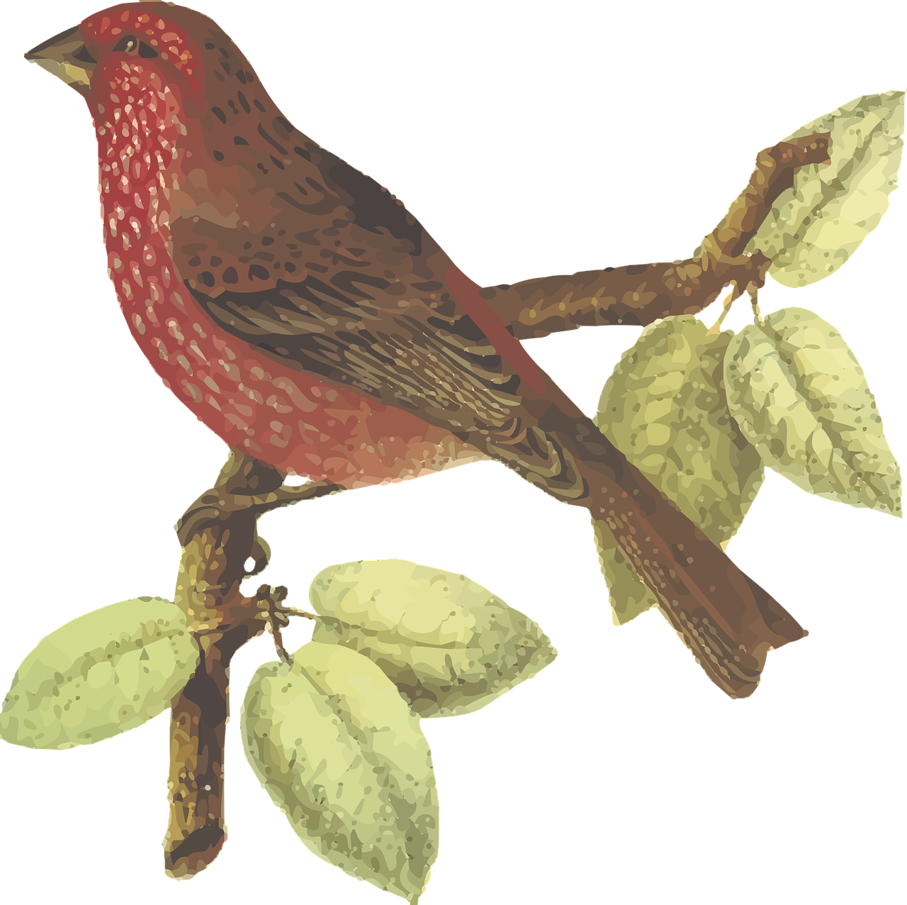 Finches PNG Photos