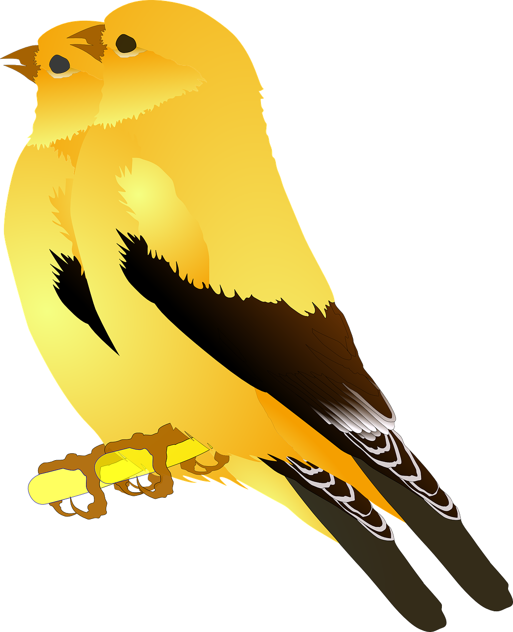 Finches PNG Pic