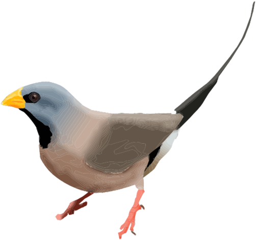Finches PNG