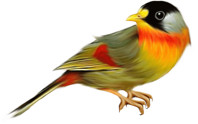Finches Transparent PNG