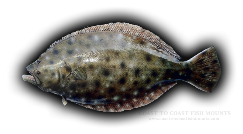 Flounder PNG Isolated File