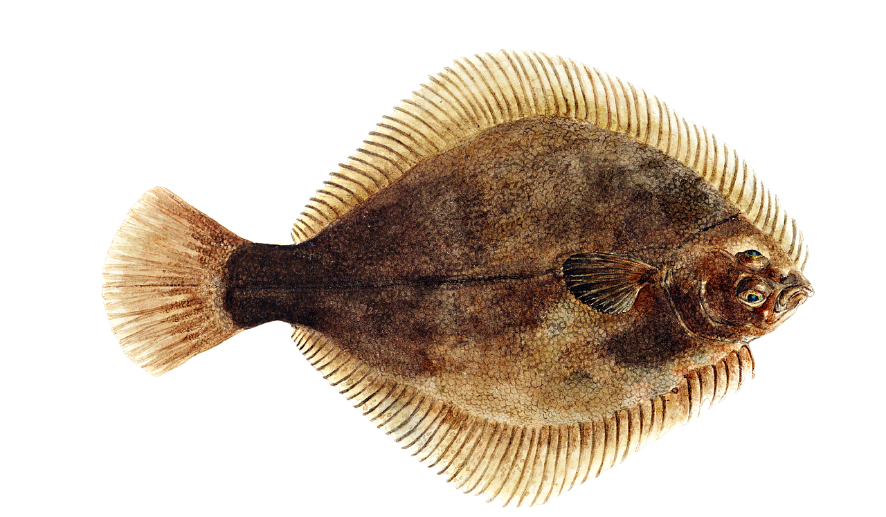 Flounder PNG Isolated HD