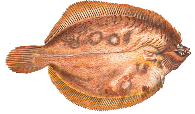 Flounder PNG Isolated Image