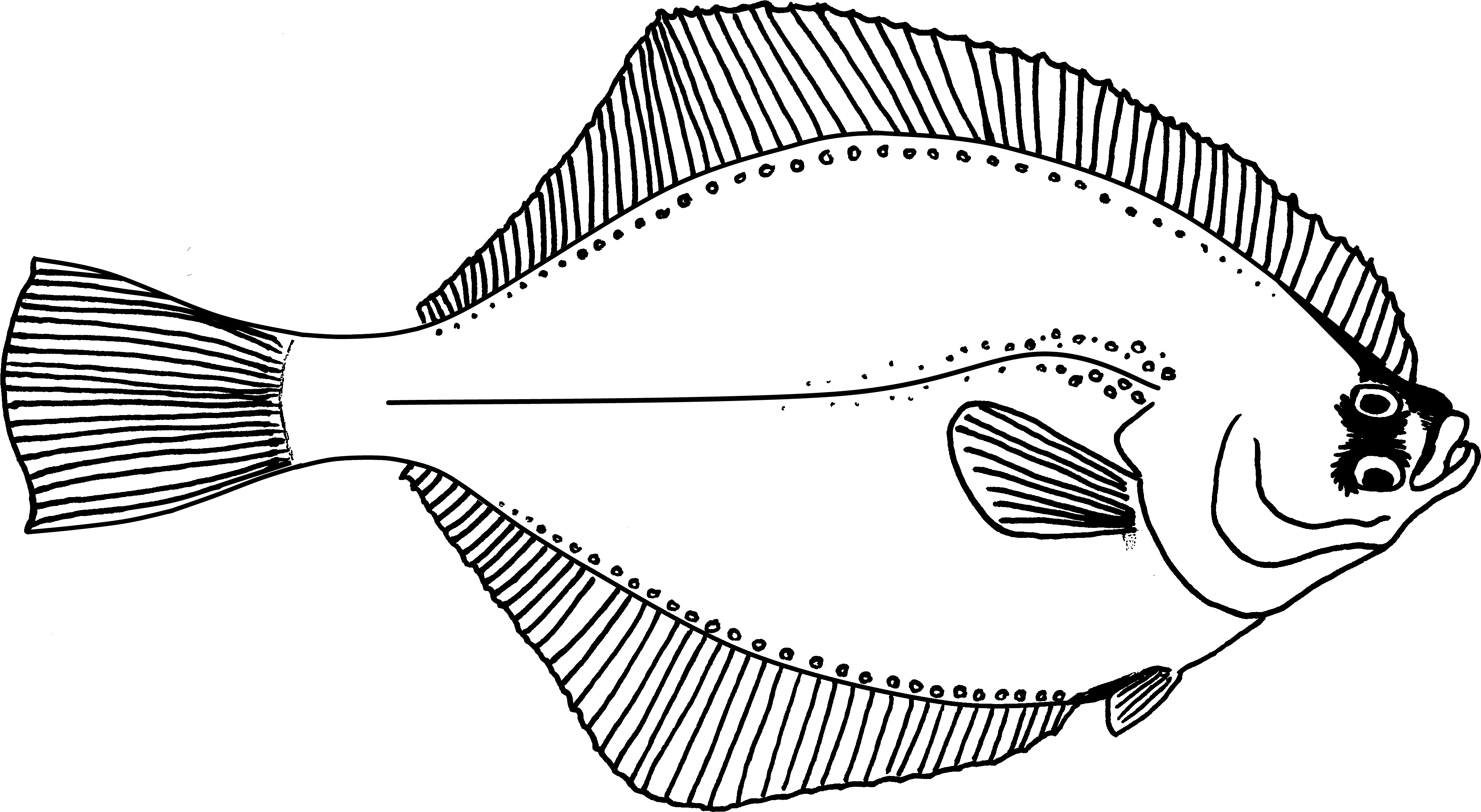 Flounder PNG Photos
