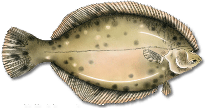 Flounder PNG Picture