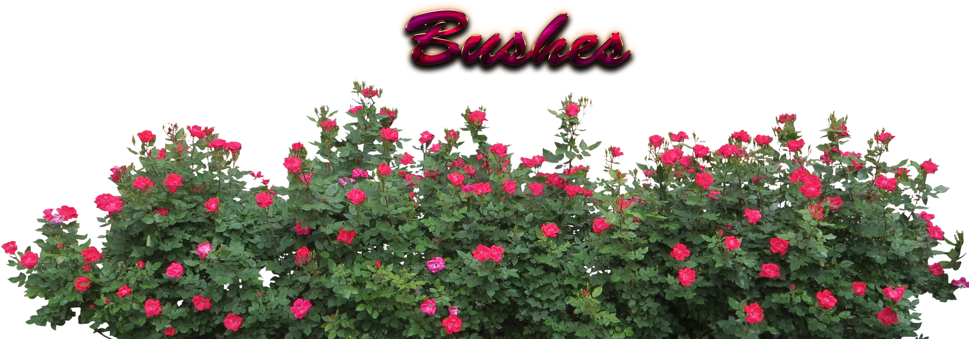 Flower Bush PNG Isolated Photo
