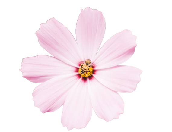 Flower Effect PNG Picture