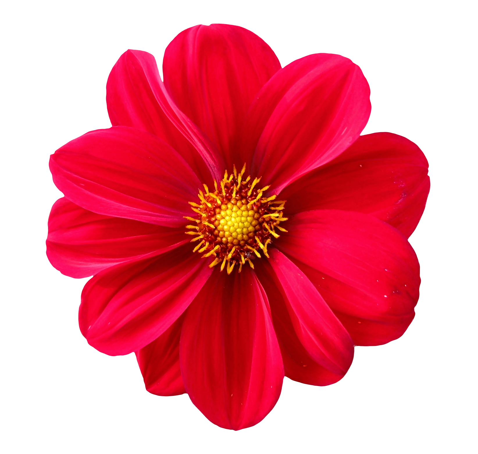 Flower PNG Free Download