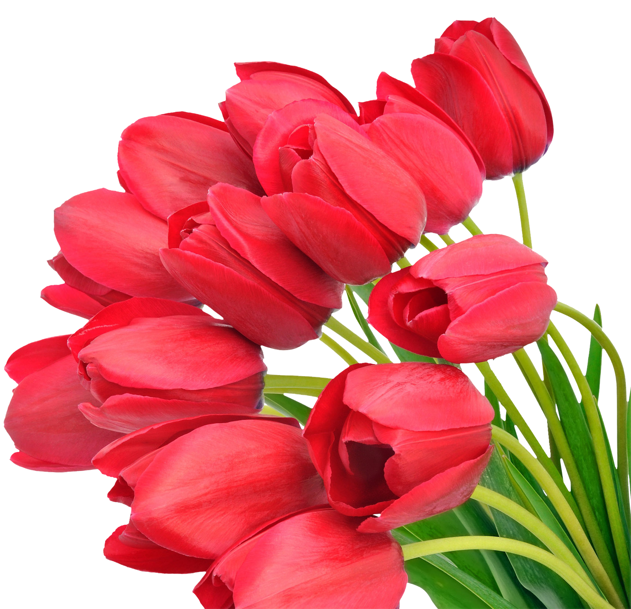 Flower PNG Isolated Pic
