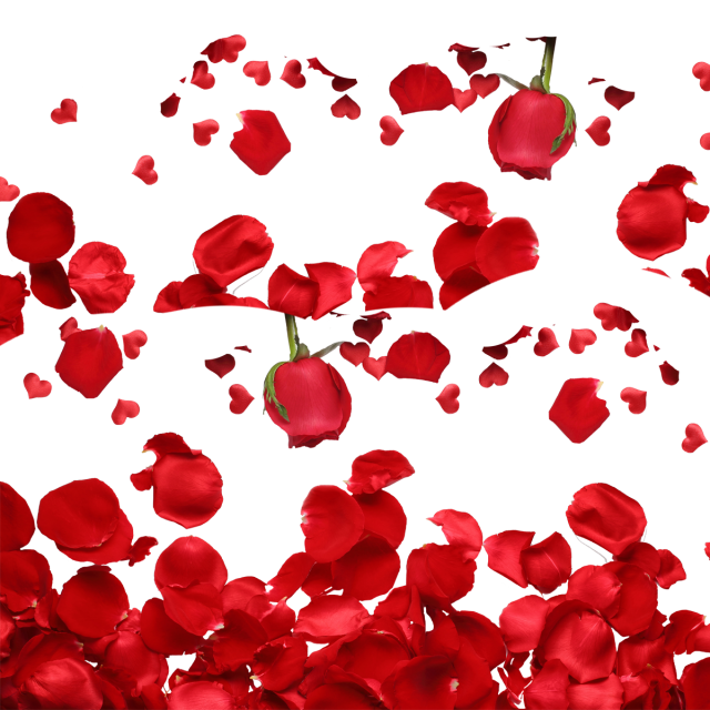 Flower Petals PNG Isolated File
