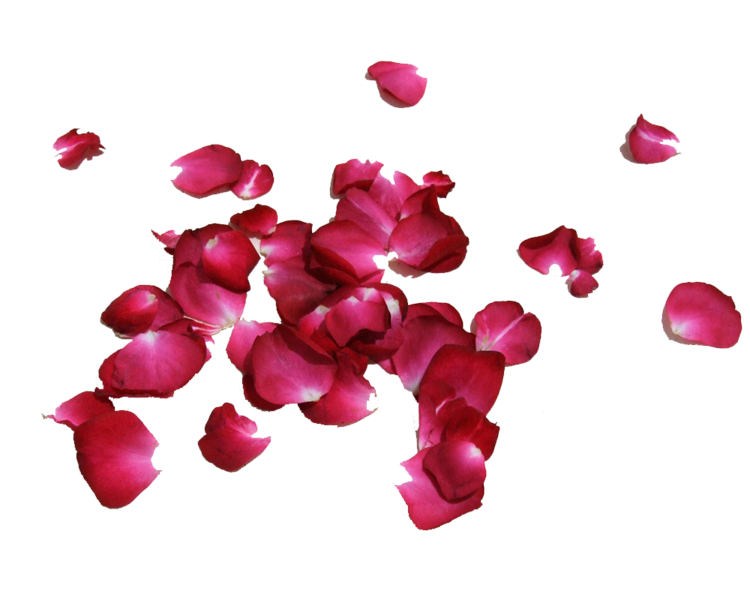 Flower Petals PNG Isolated Photo