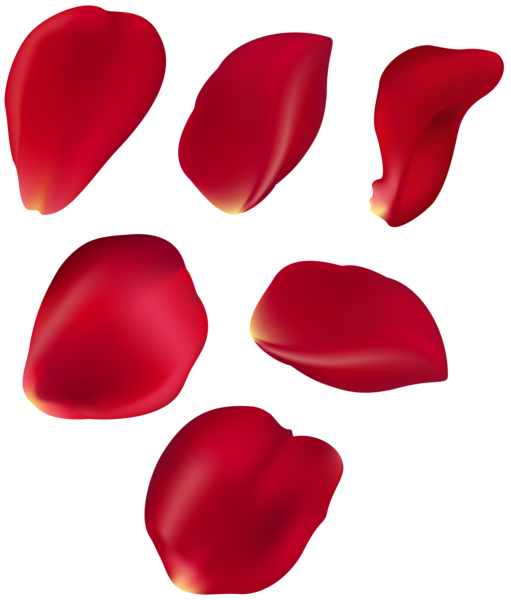 Flower Petals PNG Isolated Pic