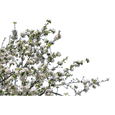 Flower Tree PNG