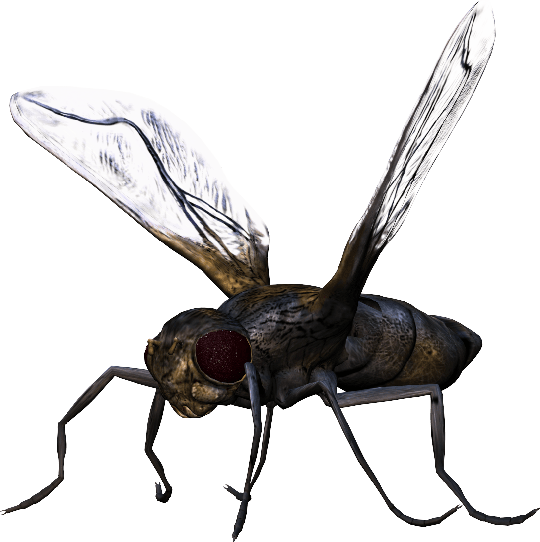 Fly Insect PNG Clipart