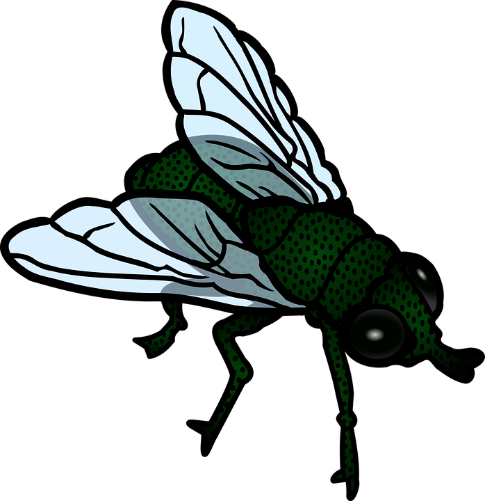 Fly Insect PNG Isolated HD
