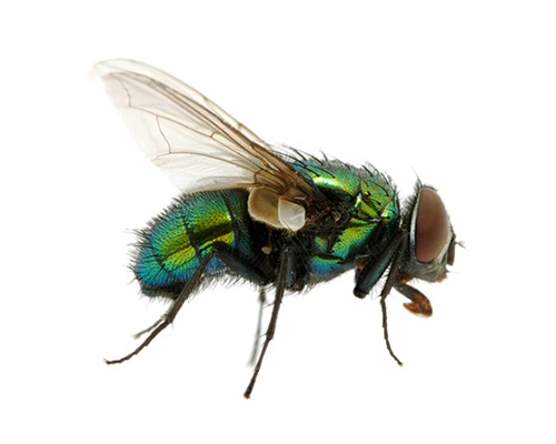 Fly Insect PNG Isolated Photo