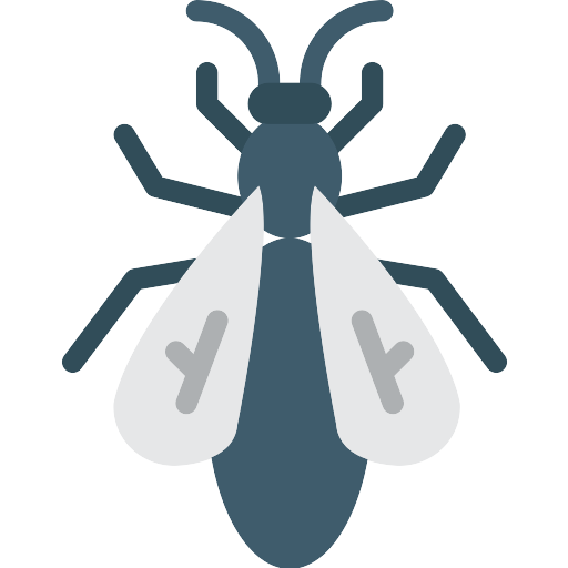 Fly Insect PNG Isolated Pic