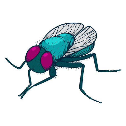 Fly Insect PNG Photo