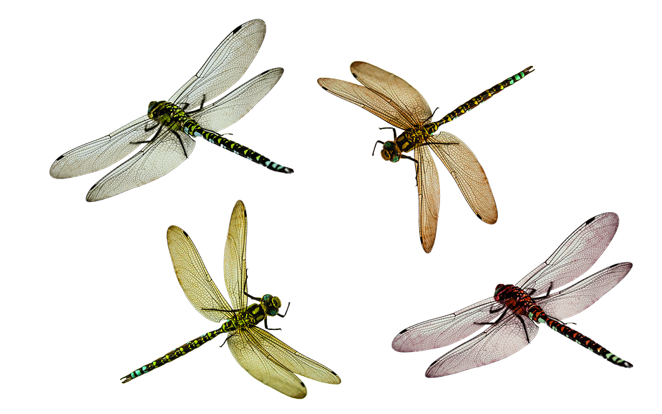 Fly Insect PNG