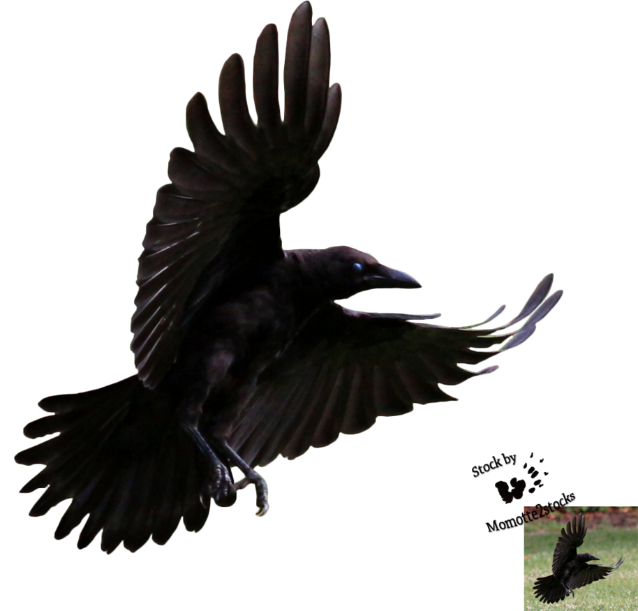 Flying Crow PNG Clipart