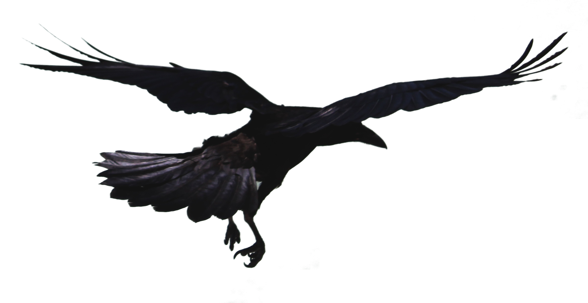 Flying Crow PNG Free Download