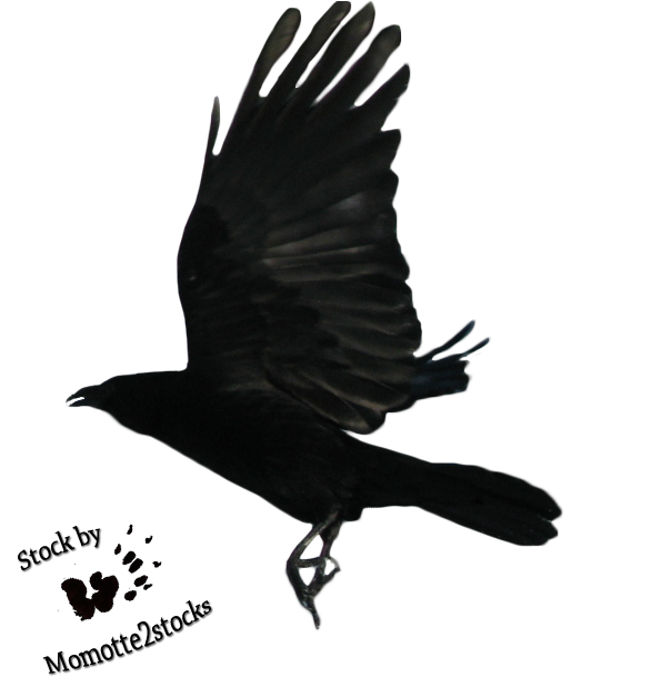 Flying Crow PNG HD Isolated