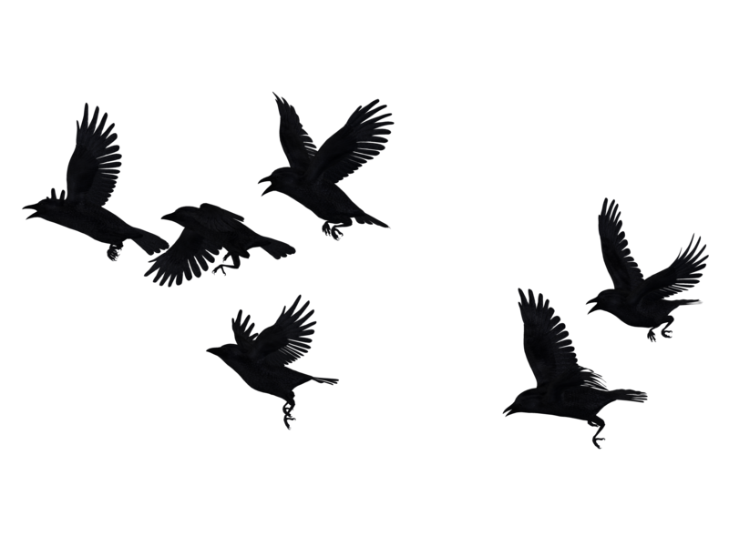 Flying Crow PNG Isolated Pic
