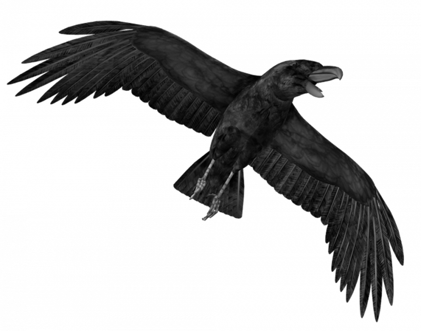 Flying Crow PNG Photo